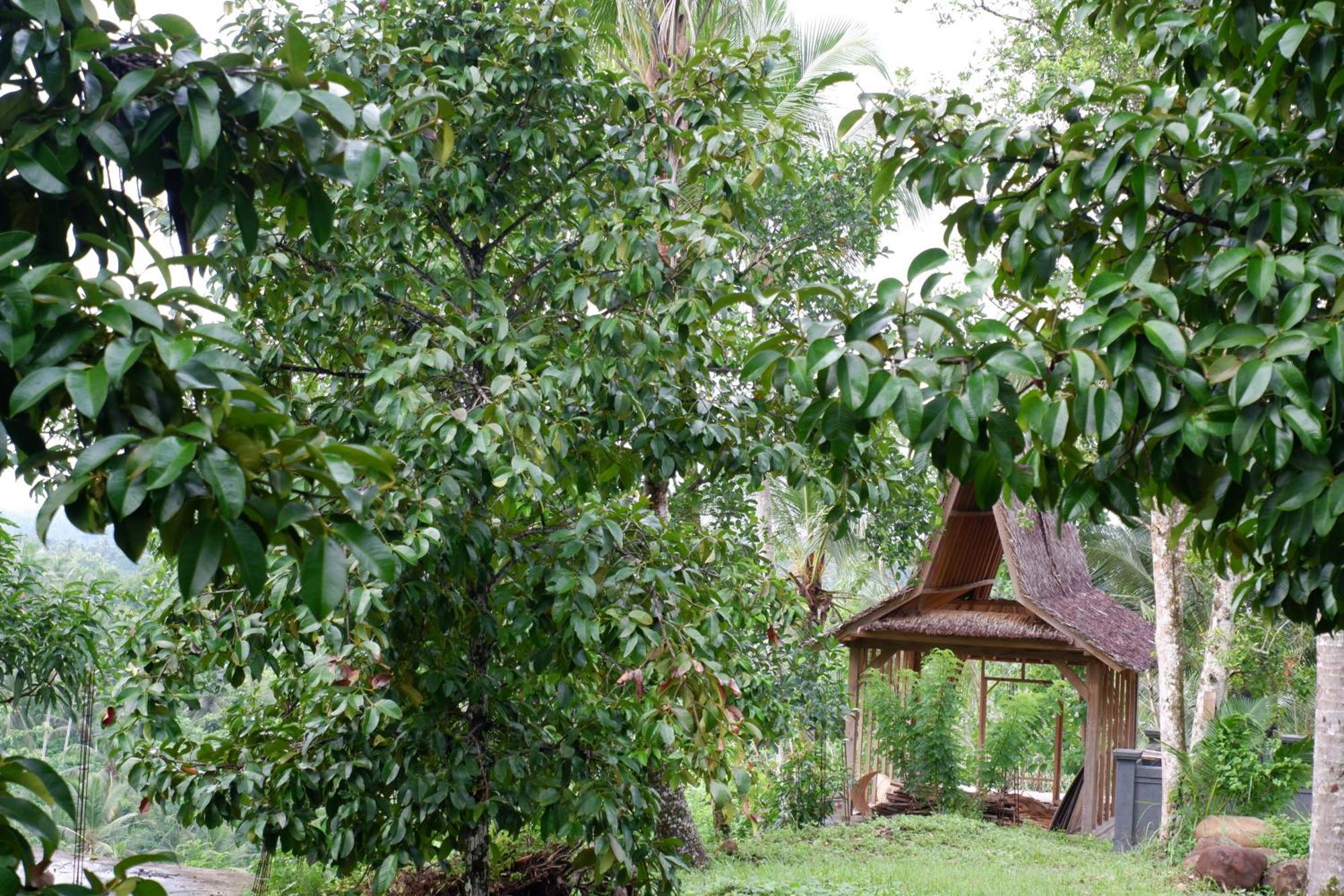 Aum Resort Pulukan Esterno foto